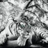 Best NANU-NANA Poster Tiger Is Watching You, Nr. 137