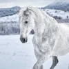 Clearance NANU-NANA Poster White Horse In Snow, Nr. 169