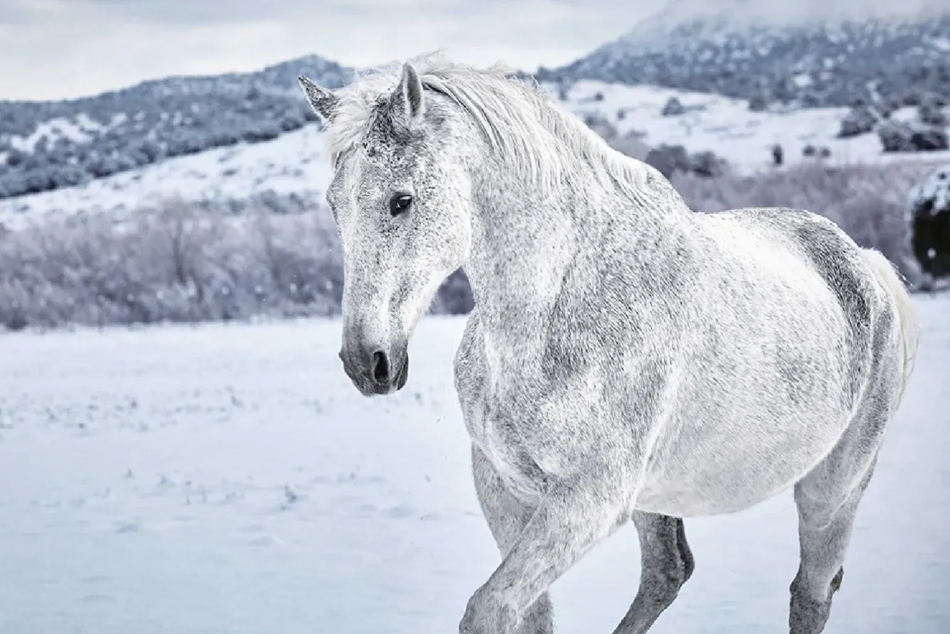 Clearance NANU-NANA Poster White Horse In Snow, Nr. 169