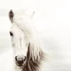Sale NANU-NANA Poster White Horse, Nr. 62