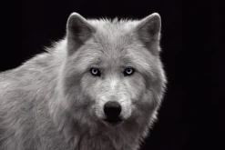 Outlet NANU-NANA Poster White Wolf - Blue Eyes, Nr. 93