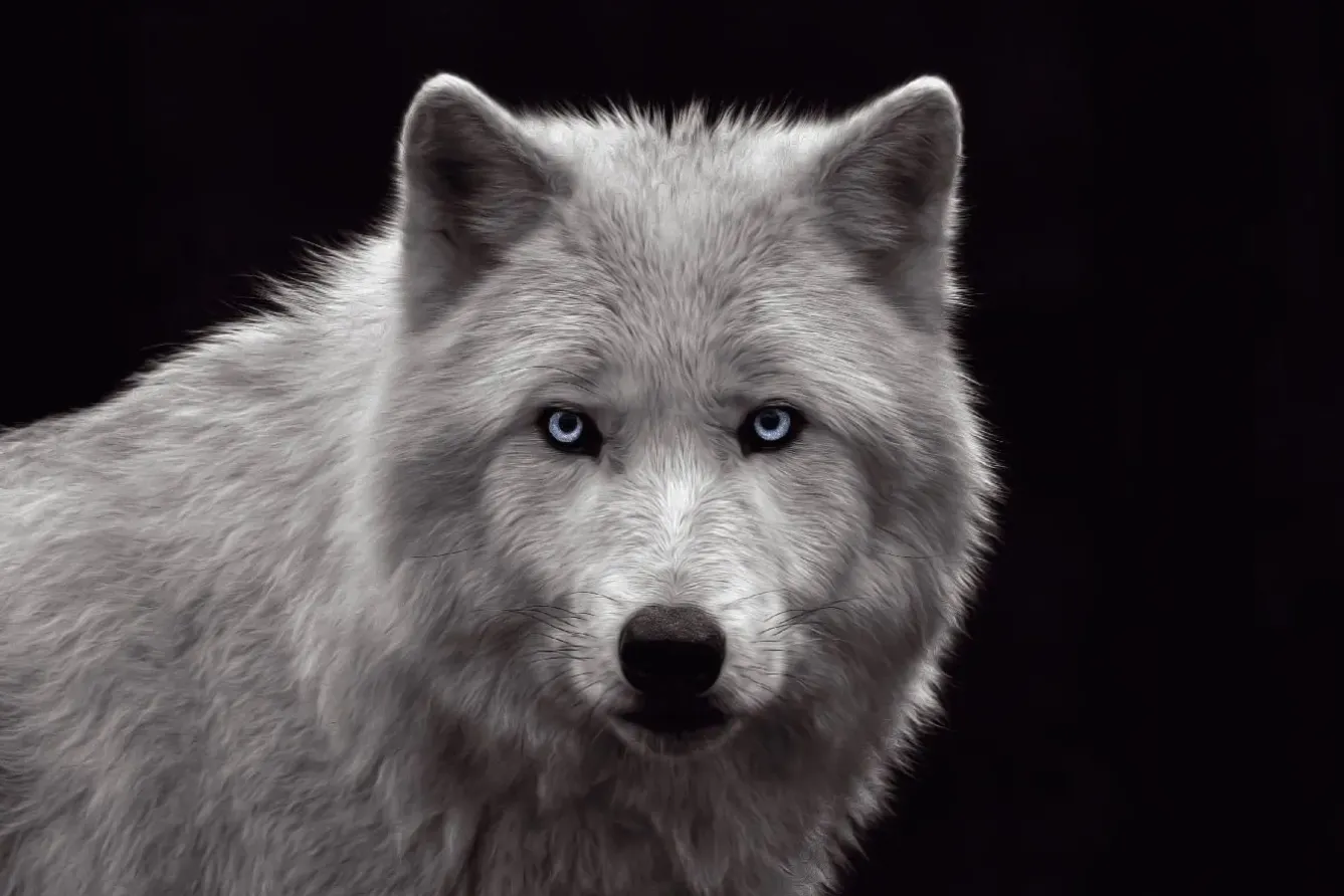 Outlet NANU-NANA Poster White Wolf - Blue Eyes, Nr. 93