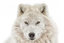 Sale NANU-NANA Poster Wolf Head, Nr. 202