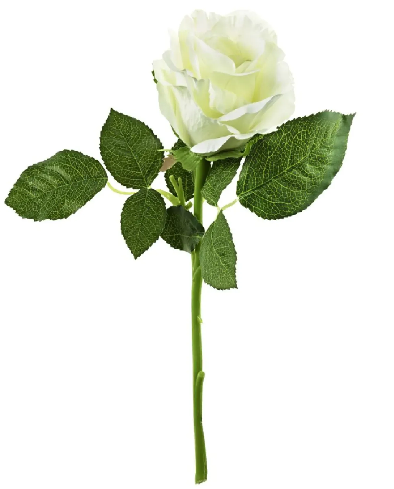 Online NANU-NANA Rose, 30 Cm, Weiß