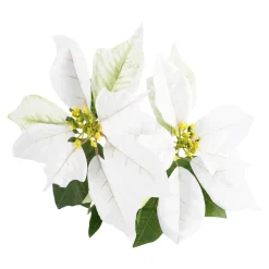 Fashion NANU-NANA Weihnachtsstern 2 Blüten/weiß, 31 Cm